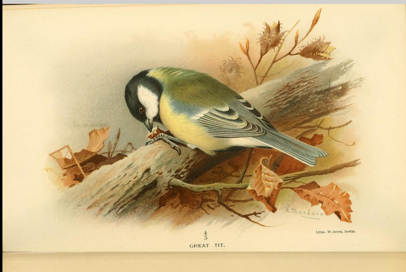 great tit from Coloured Figures